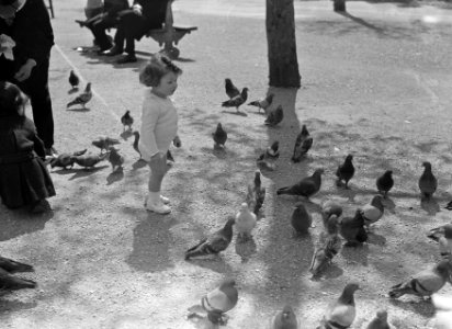 Klein meisje met duiven in Parijs, Bestanddeelnr 254-5664 photo