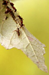 Leaf colony insects