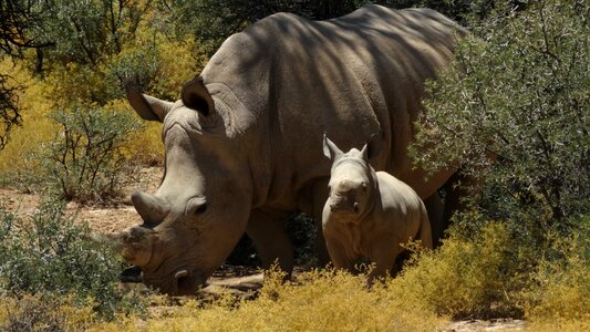 Rhino africa wildlife