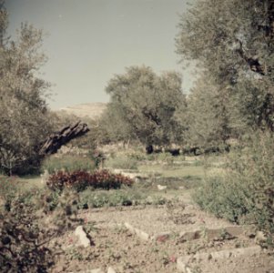 Klooster in de Hof van Gethsemaneh. Een kijkje in de kloostertuin ter plaatse va, Bestanddeelnr 255-9767