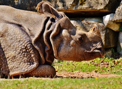 Nature animal zoo