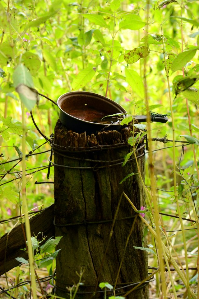 Outdoor summer nature