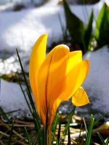Spring flower blossom