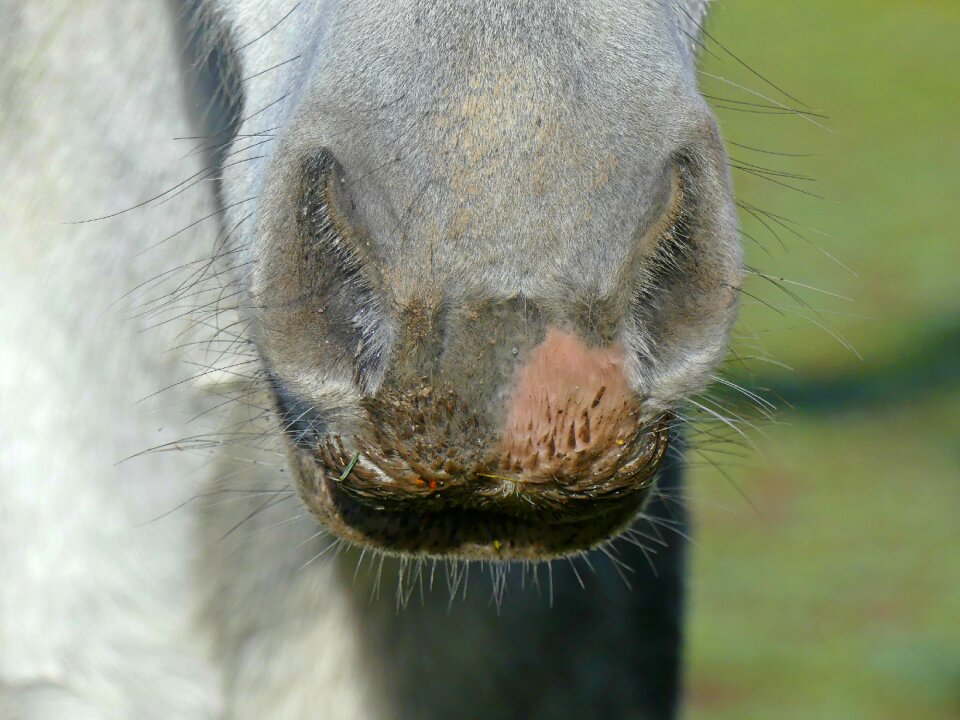 Horse head nostrils mold