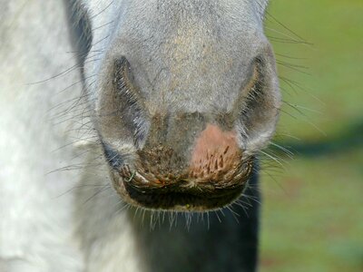 Horse head nostrils mold photo