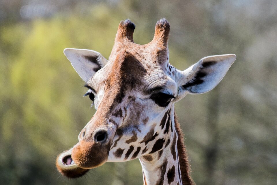 Giraffe zoo eat