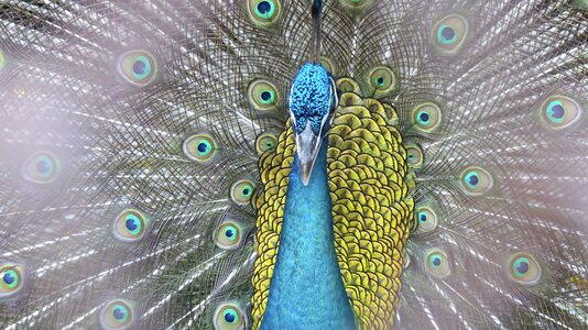 Color animal nature