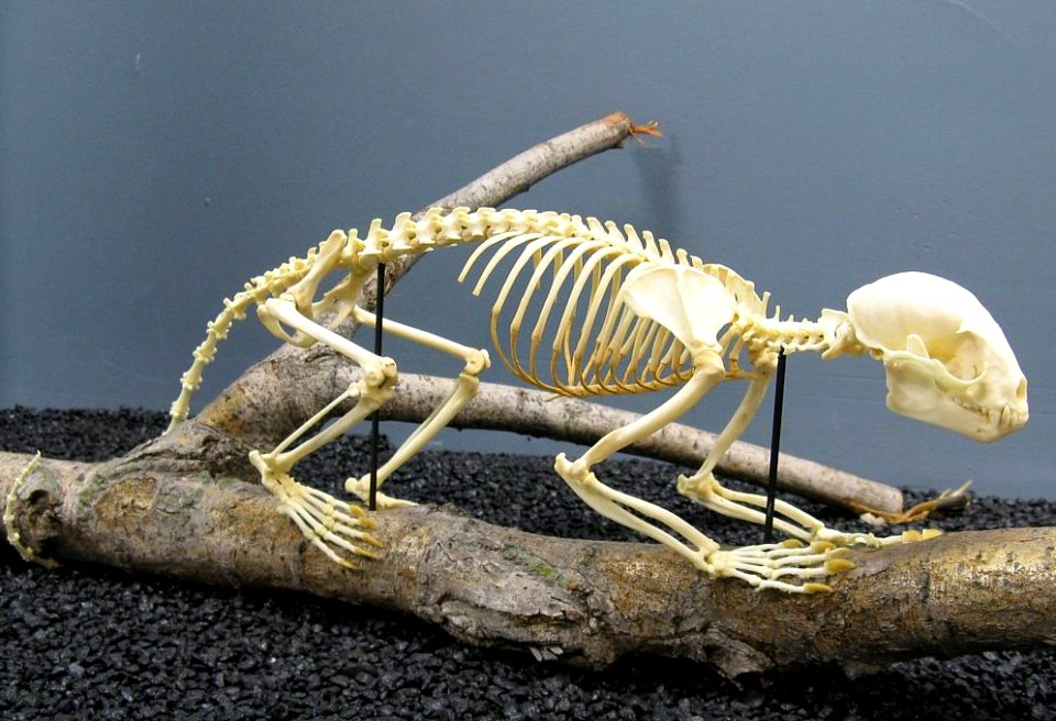 Kinkajou skeleton