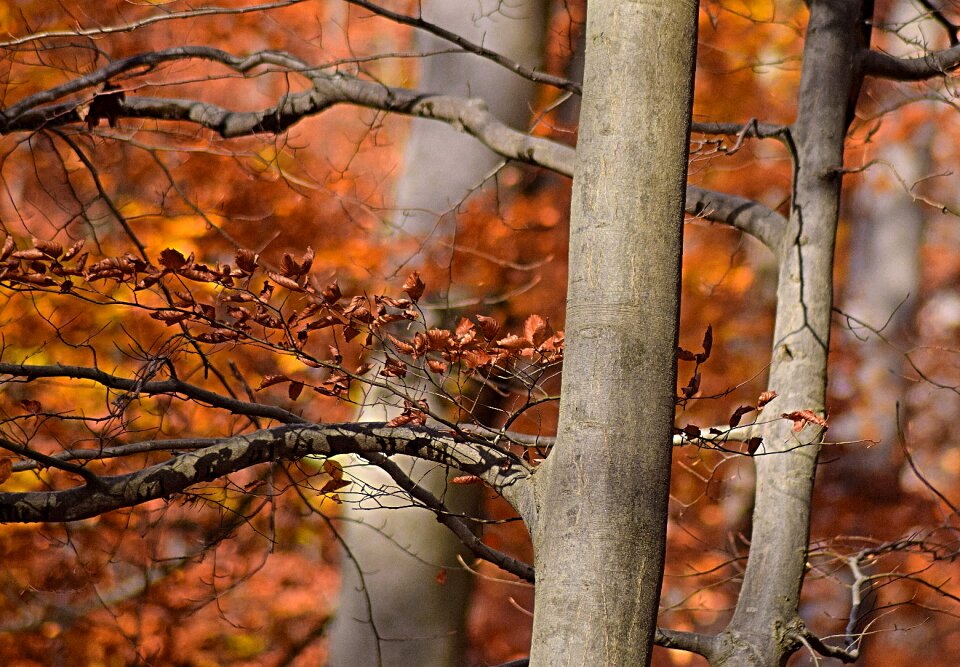 Forest tree october