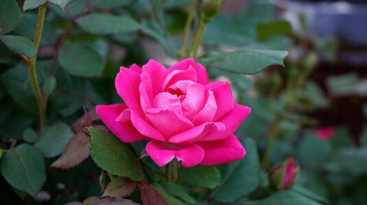 Aroma pink bloom photo