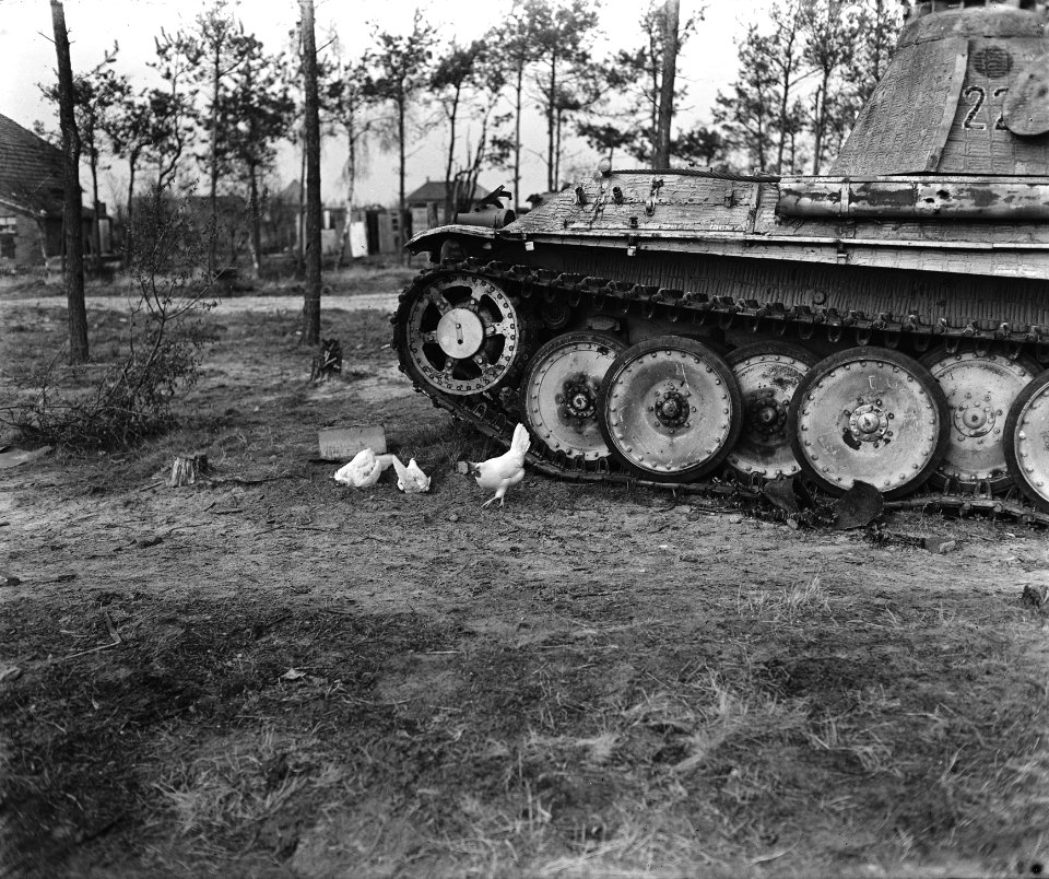 Kippen bij een tank, Bestanddeelnr 900-0426