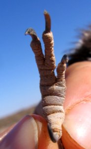 Kingfisher foot (cropped)