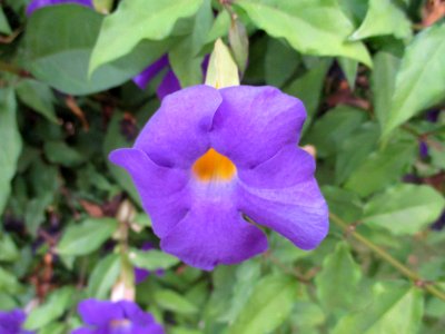 King's mantle (Thunbergia erecta) flower