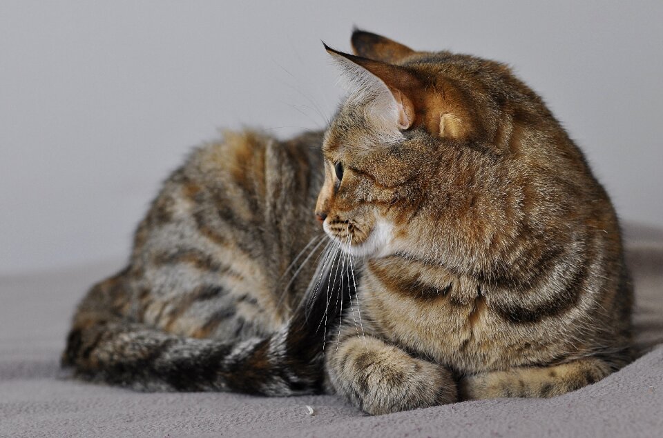 Cute pet striped