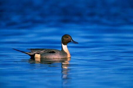 Water portrait wildlife