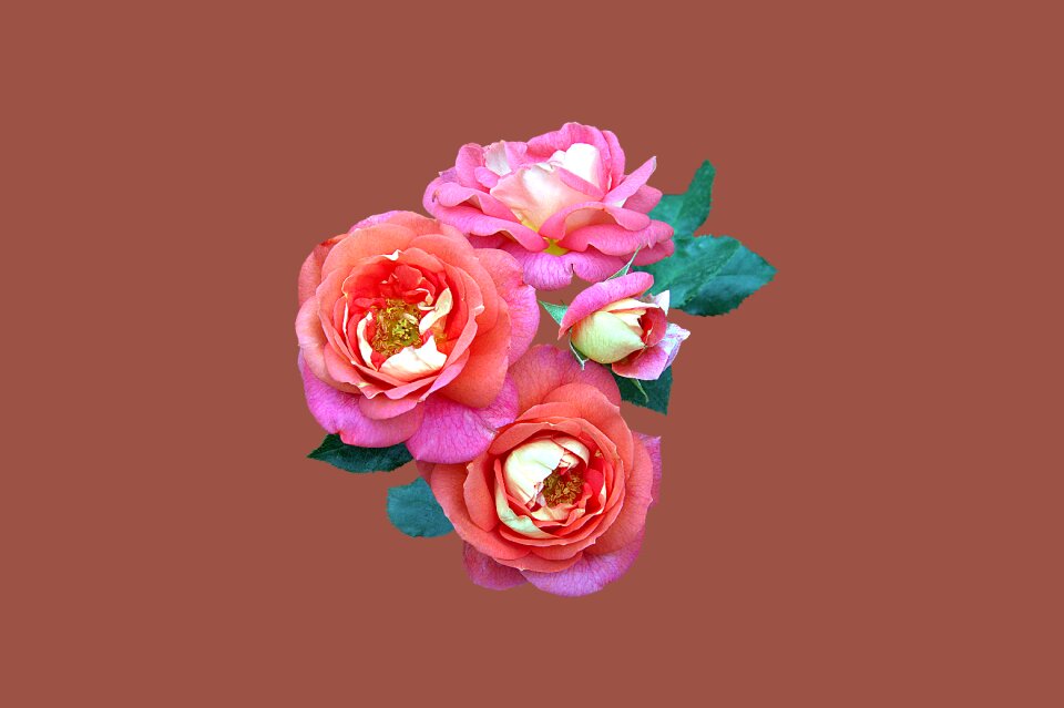 Rose flower close up floribunda summer sun