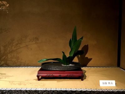Kinka Ikenobo 錦花池坊 002