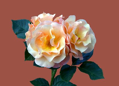 Rose rose flower close up