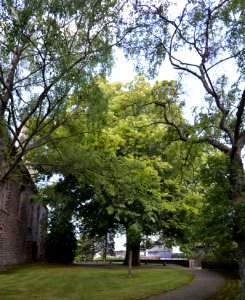 Kirburg, Baumgruppe an der evangelischen Kirche (2)