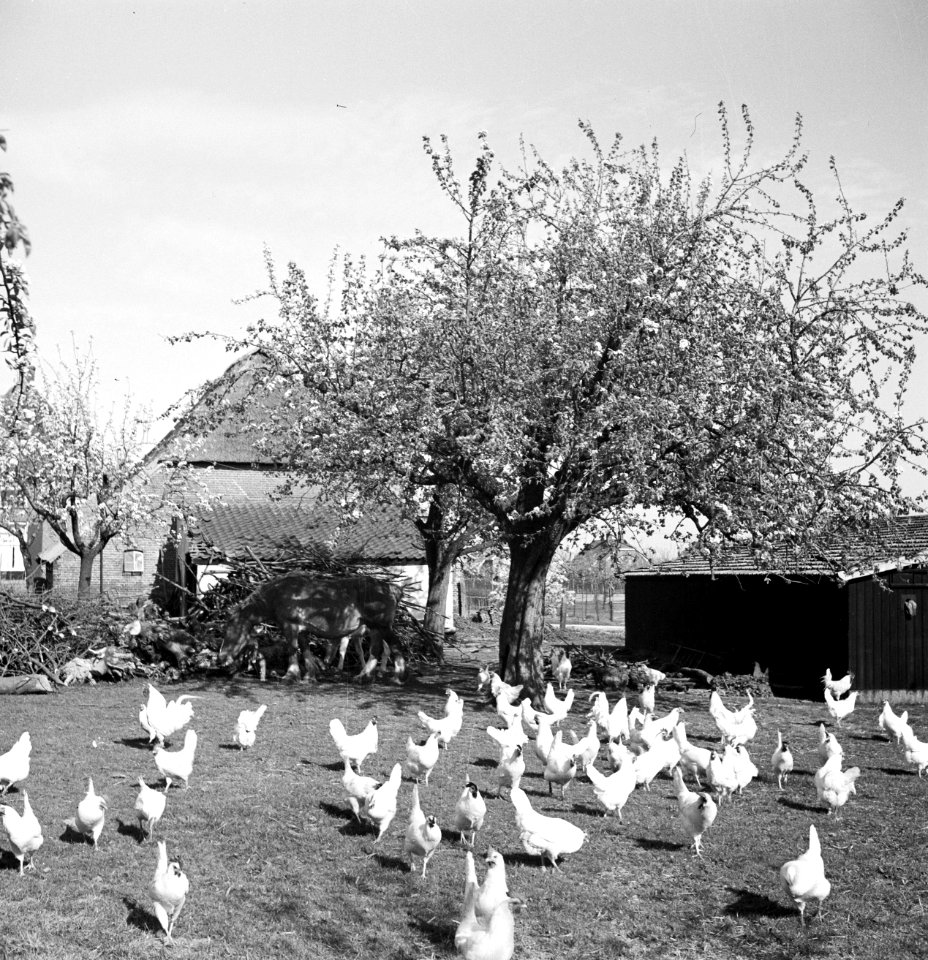 Kippen, Bestanddeelnr 254-3493