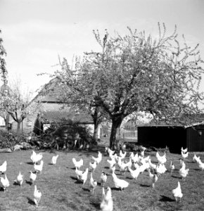 Kippen, Bestanddeelnr 254-3493