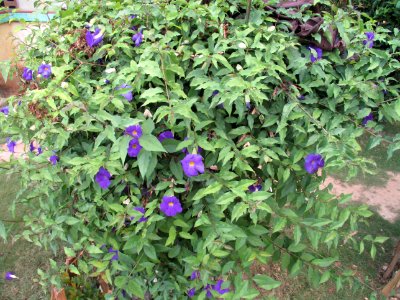 King's mantle (Thunbergia erecta) habit