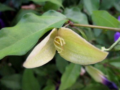 King's mantle (Thunbergia erecta) sepals & fruit