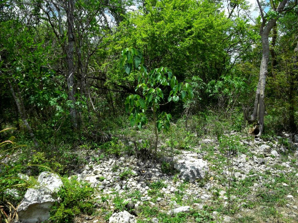 Kintunich, Yucatán (14)