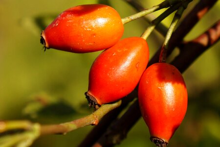 Fruit wild rose red