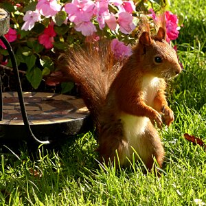 Mammal garden summer