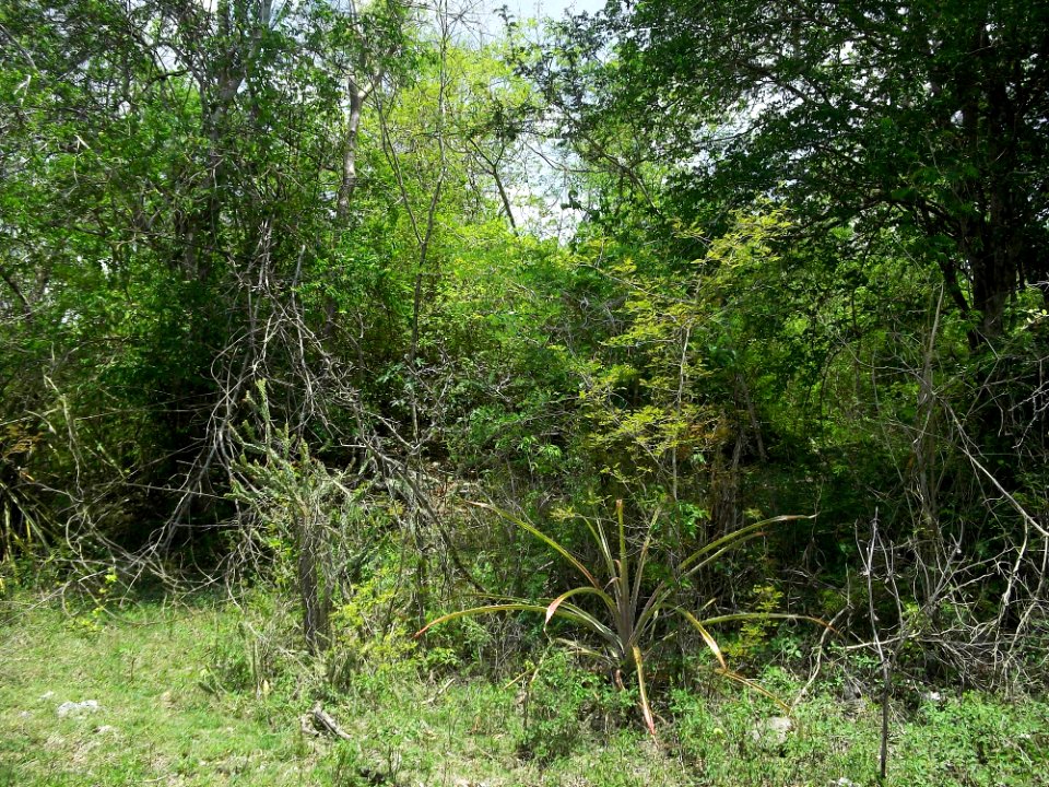 Kintunich, Yucatán (09)