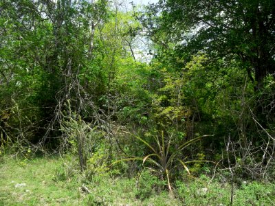 Kintunich, Yucatán (09)