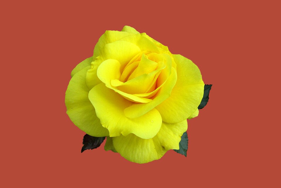 Rose rose flower close up