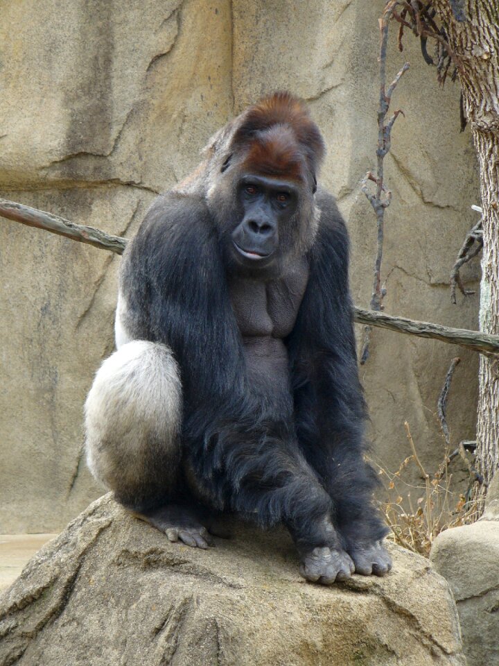 Animal mammal strong