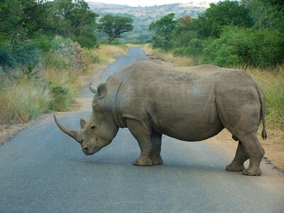 Rhino africa south africa