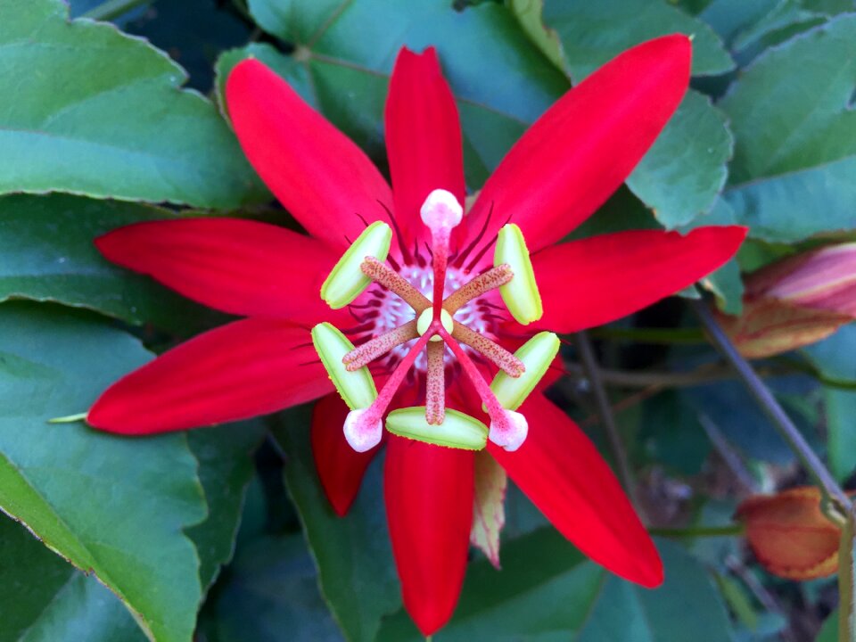 Crimson red romantic