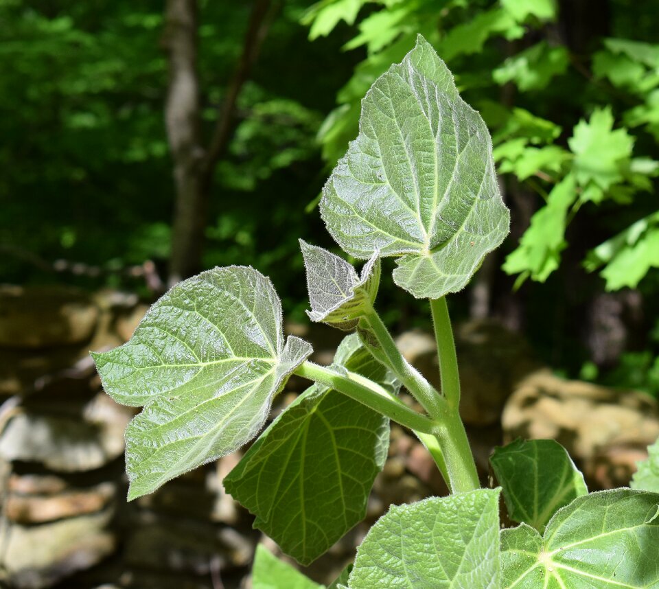 Foliage leaves tree