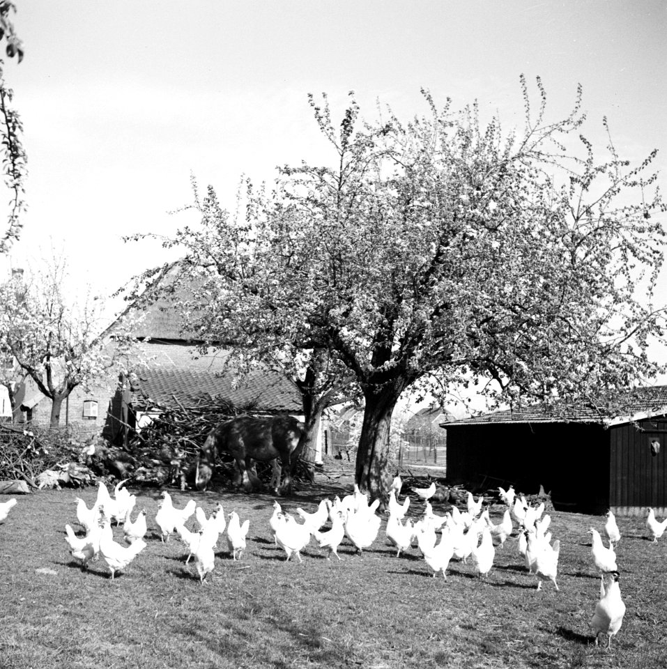 Kippen, Bestanddeelnr 254-3494