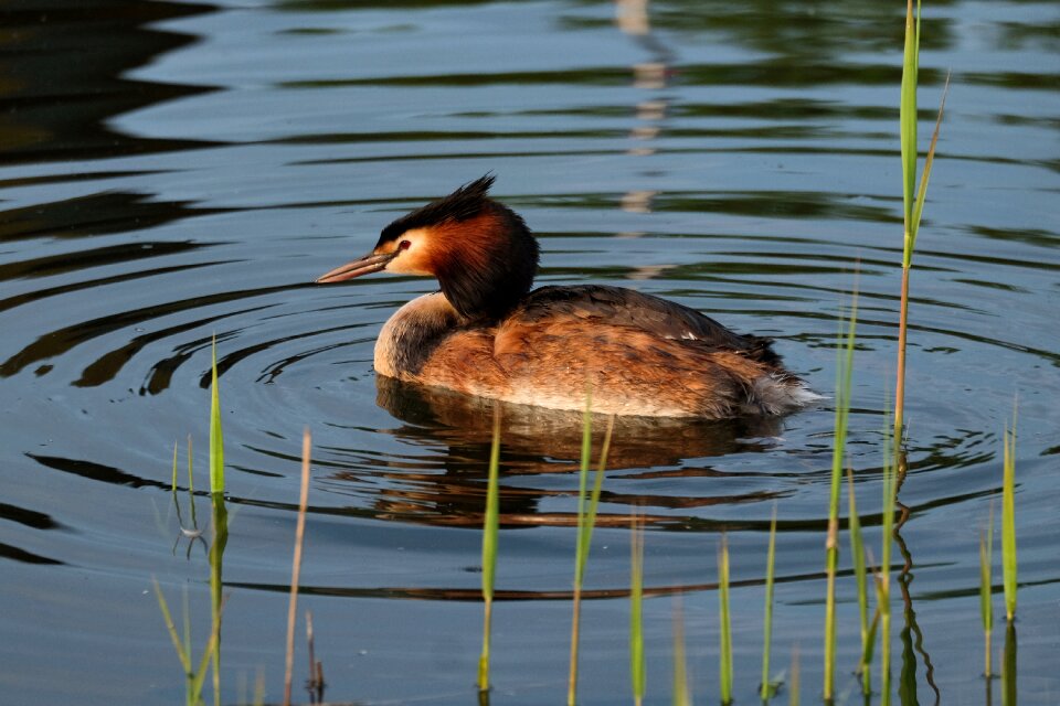 Nature idyll pond