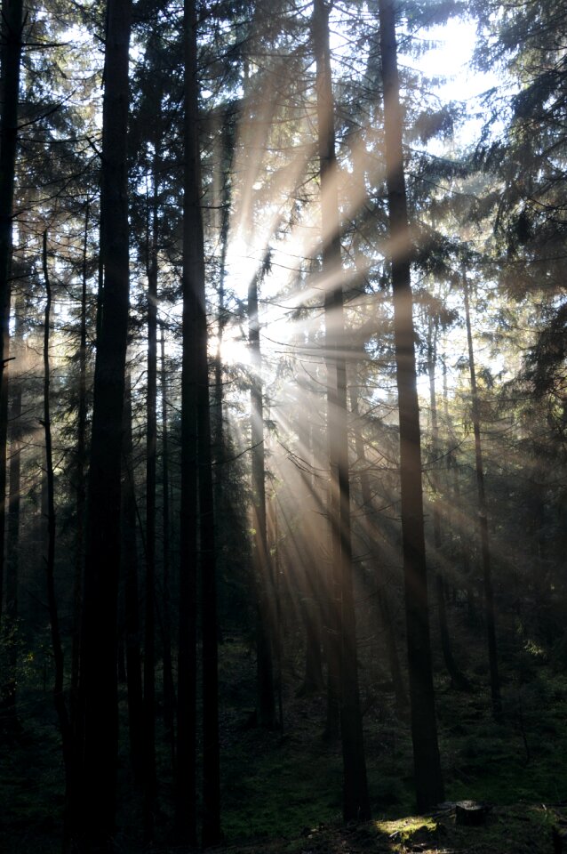 Autumn forest mystical ray of light