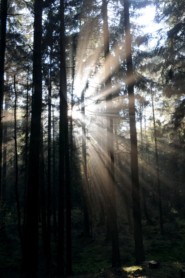 Autumn forest mystical ray of light photo