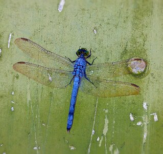 Wings bug dragonflies photo