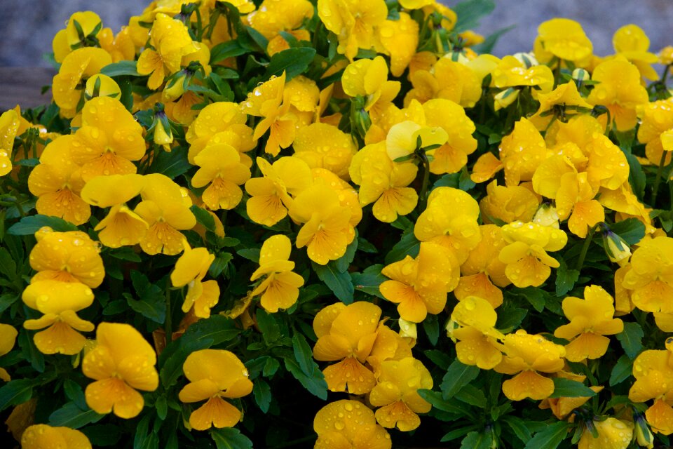 Plant yellow bloom