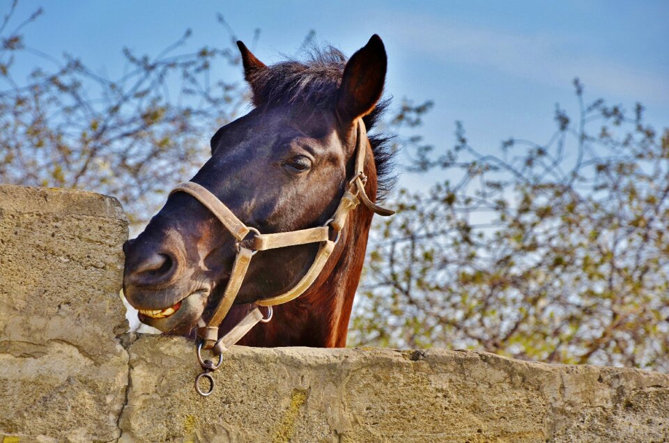 Mammal stallion horseback