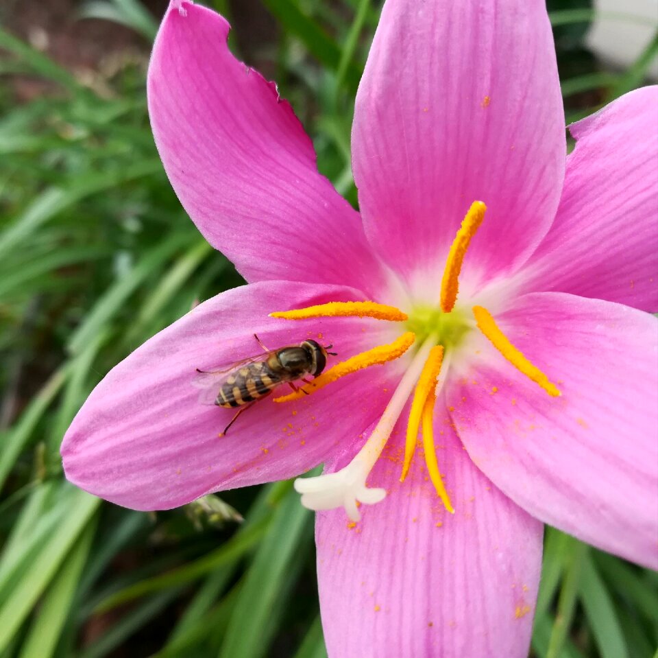 Wasp insect nature