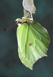 Insect nature wing
