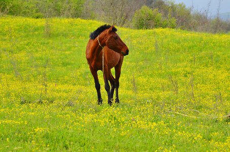 Mammal stallion horseback