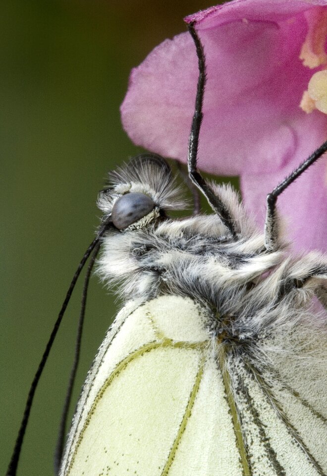Insect nature wing