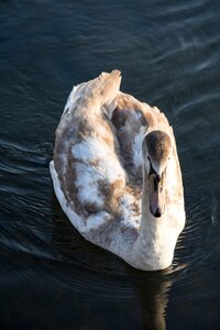 Water lake bird photo