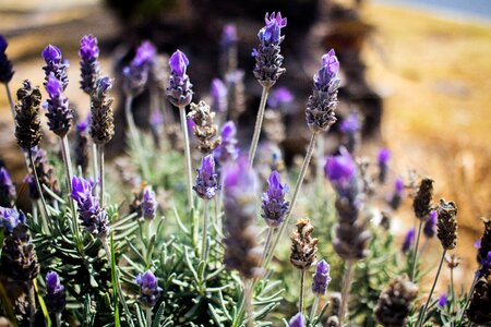 Nature blossom floral photo